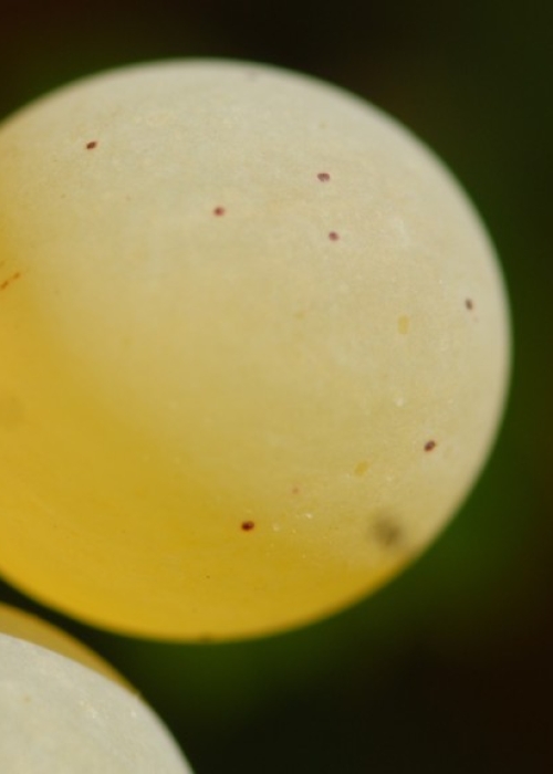 Kerner ANT 0976